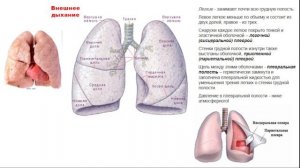 Лекция 10, 25.04.24, Гайдуков А.Е., Анатомия и физиология человека