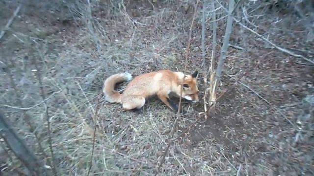 Лиса в петле,охота +на лису,лиса охота.Fox in the loop + hunting a fo смотреть онлайн