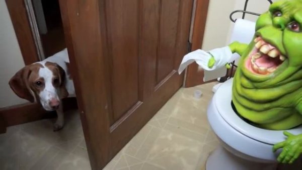 Funny Dogs vs Slimer Prank: Funny Dogs Maymo & Potpie