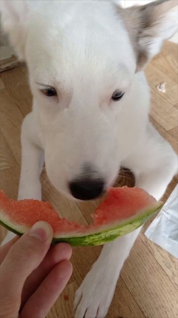 Собака ест арбуз 🐕 🍉 смотреть онлайн