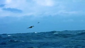 Фрегаты – воздушные пираты! Почему эти птицы такие оп?