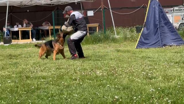 Shabardhof ZAKIRIYA - №105. КЧК БРОННИЦЫ 25 мая`25 Bogoeski/Васильев Моно нем.овчарок