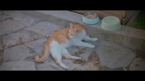 "Ты моё желание" 7 Серия #дорама #популярное #рек #китай