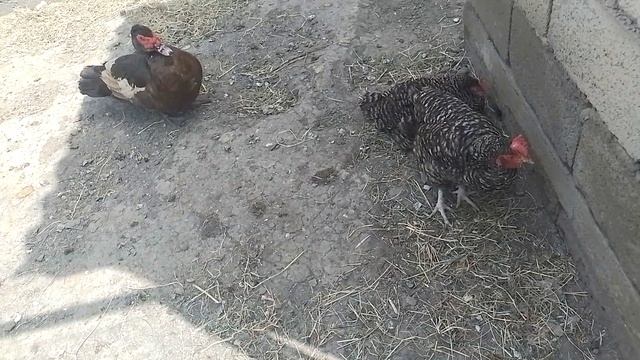утки и куры смотреть онлайн