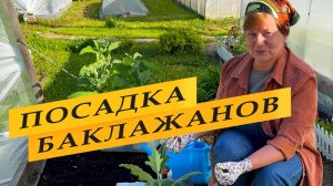 Баклажаны. Посадка и уход.
