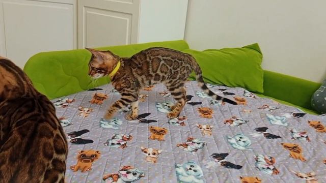 Bengal Бенгальские котята 4 месяца