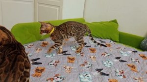 Bengal Бенгальские котята 4 месяца