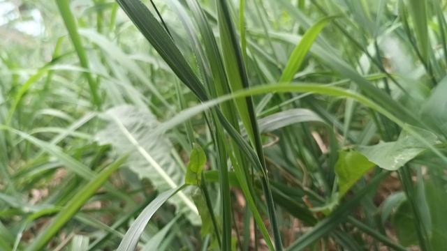 Кот ВАСЯ смотреть онлайн