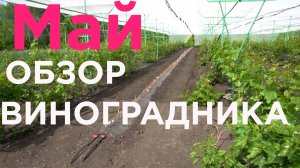 Обзор виноградника за май месяц.