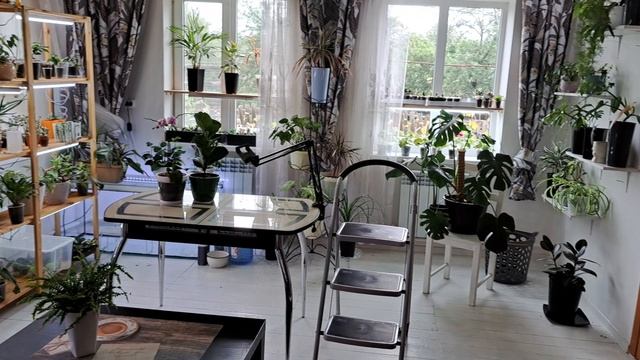 Как изменились мои комнатные растения !Растут и развиваются! 30.05.2025 г. смотреть онлайн