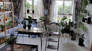 Как изменились мои комнатные растения !Растут и развиваются! 30.05.2025 г.