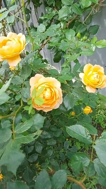 Роза Леди Оф Шалот. смотреть онлайн