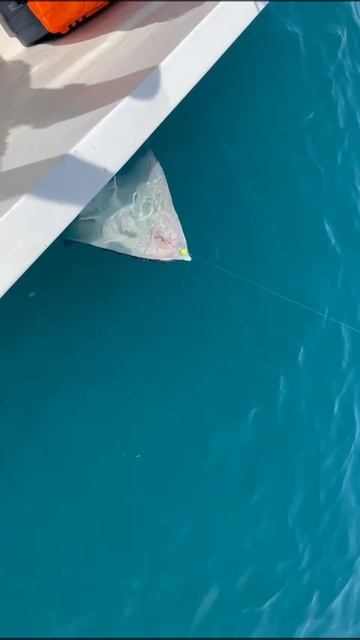 Огромная морская лиса. смотреть онлайн