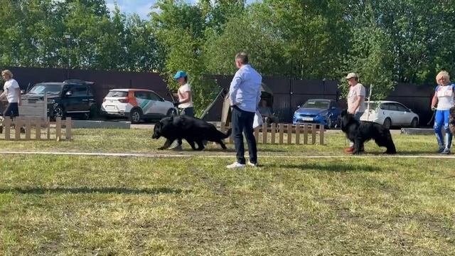 РАБОЧИЙ КОБЕЛИ ДШ / КЧК БРОННИЦЫ 25 мая`25 F.Bogoeski, О.Васильев Моно немецких овчарок