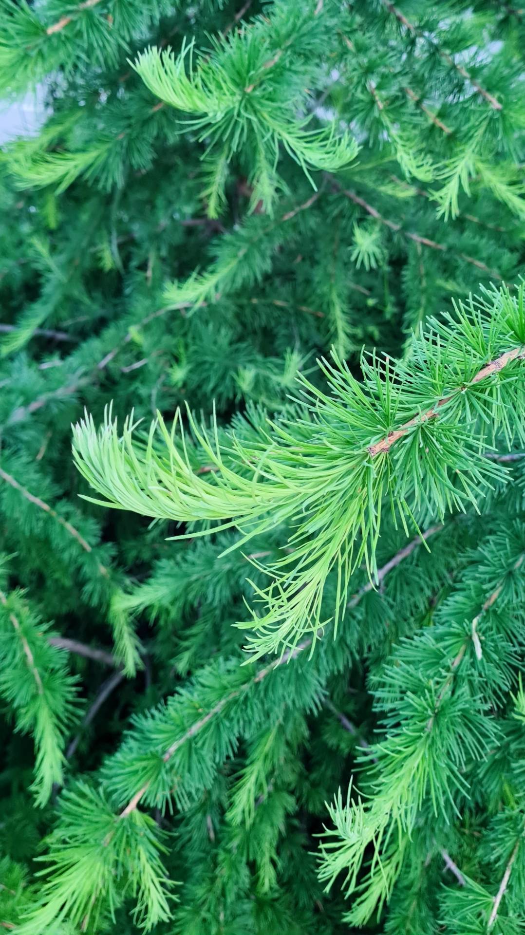 Зелёное нежное мягкое