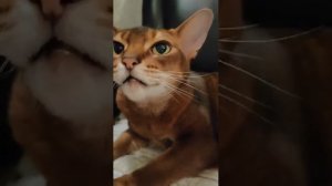 Абиссинская кошка Китти учится разговаривать