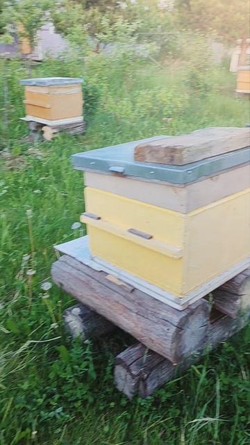 Пришла пора забирать рои и отводки