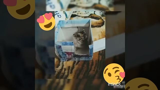 Фотосессия хомяков:з