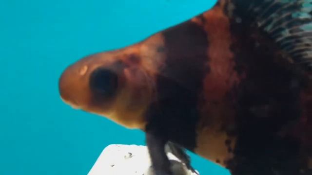 ЧАКУЧАН КИТАЙСКИЙ или ПАРУСНИК Myxocyprinus asiaticus