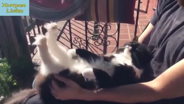 СМЕШНЫЕ ЖИВОТНЫЕ #9 😂 Смешные коты Смешное видео Приколы 2019 смотреть онлайн