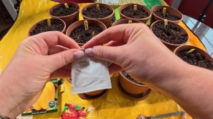 ПОСЕВ СЕМЯН СЛАДКОГО ПЕРЦА СРАЗУ В БОЛЬШИЕ ГОРШОЧКИ🪴