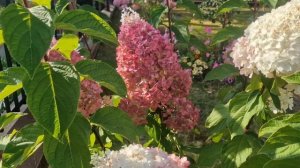 Строберри Блоссом- метельчатая гортензия