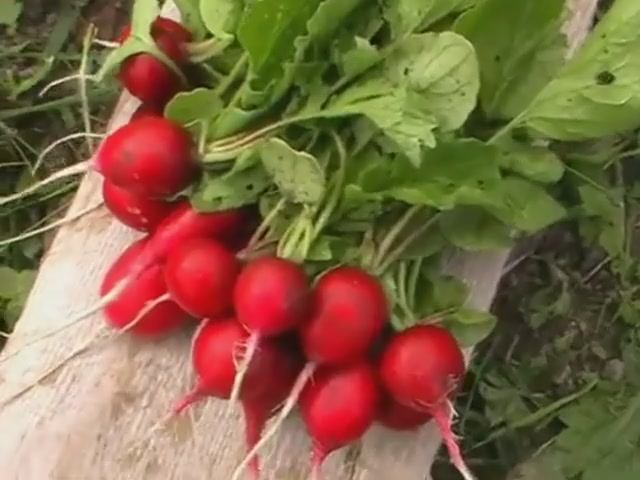 Урожайный сорт редиса "Сакса" смотреть онлайн