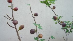 Как правильно сажать инжир и ухаживать за ним