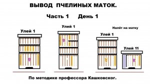Практический вывод  пчелиных маток часть 1 удаление маткки из гнезда.