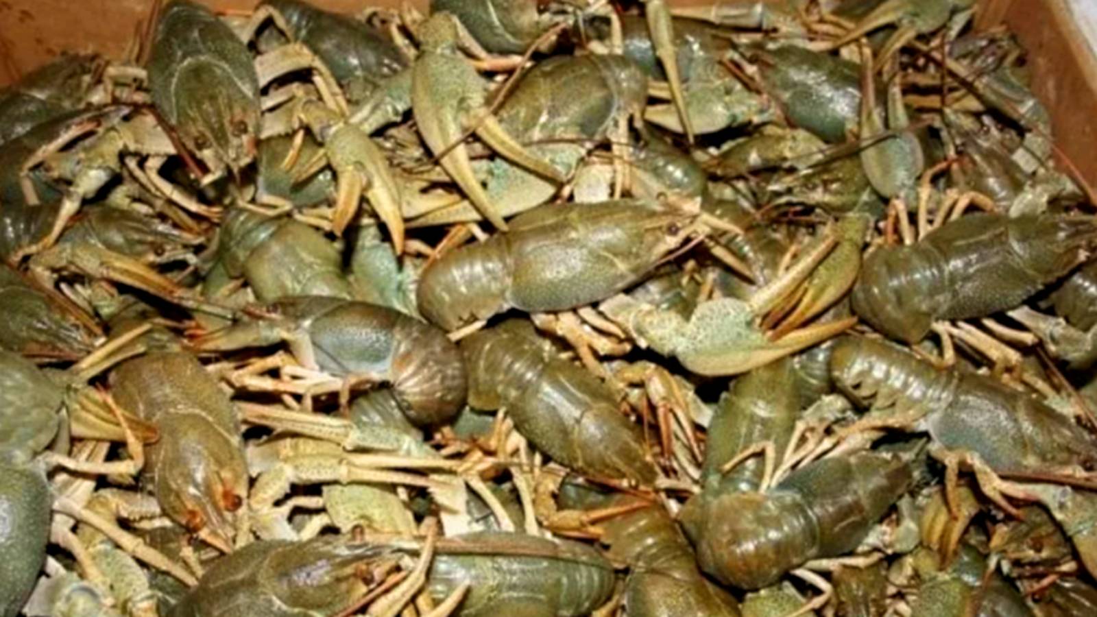 РАКИ ПРУТ НА ЭТУ ПРИМАНКУ! ЛУЧШАЯ ПРИМАНКА ДЛЯ ЛОВЛИ РАКОВ! ЛОВЛЯ РАКОВ. РЫБАЛКА НА РАКОВ. смотреть онлайн