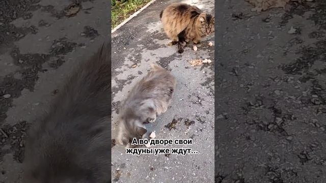 Мои подопечные должны быть сытыми...👌☺ #животные#cat#kets смотреть онлайн