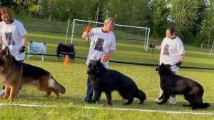 Конкурс питомников: Тим Зильбер Вассерфаль / КЧК+ БОРИСОВ (BY) 17 мая`25 M.Jovovic Моно нем.овч.