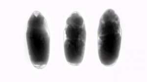 Метаморфозы мухи — прекрасный кошмар