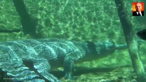 Гавиал - людоед которого никто не боится. Невероятные факты о гавиале. Гавиал в деле-