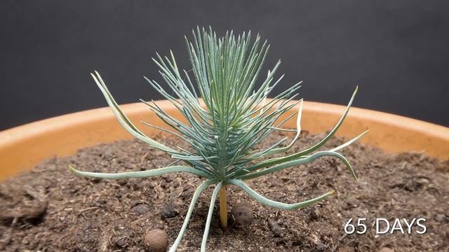 Pinecone to Pine tree timelapse смотреть онлайн