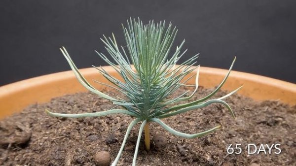 Pinecone to Pine tree timelapse