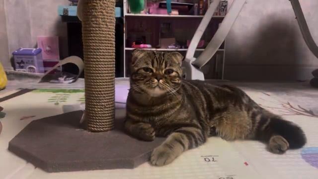 В голове моей туманы #cats #pets #кошки #котики смотреть онлайн