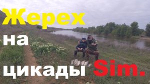 Жерех на Цикады Sim!