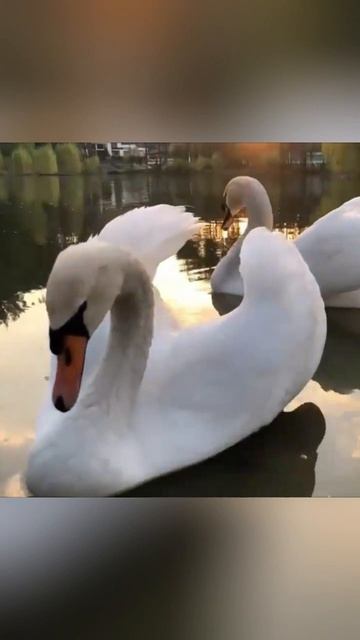 "ЗАБЕЙ ВСЁ БУДЕТ ХОРОШО!" Не говорите так смотреть онлайн