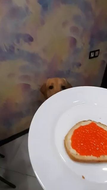 Чем кормит лабрадора. Собака лабрадор Тафгай ест хлеб с красной икрой