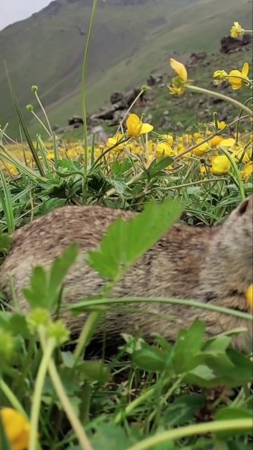 Суслик пришел попозировать на камеру у подножья гор Кавказа