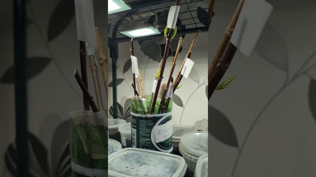 Вот такая зима😀 Зелёная лаванда смотреть онлайн