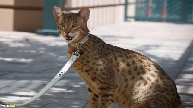 САВАННА ВСЕ О ПОРОДЕ. ПЛЮСЫ И МИНУСЫ ОЧЕНЬ ДОРОГОЙ КОШ? смотреть онлайн