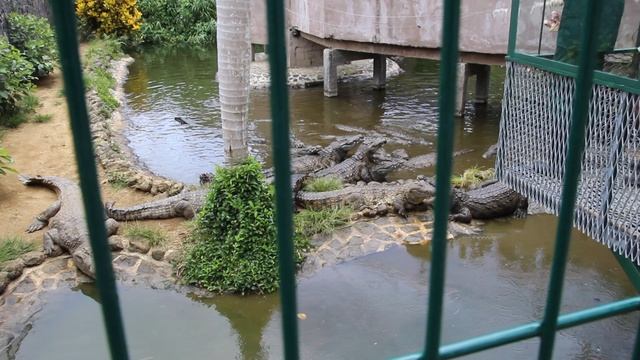 Маврикий. Крокодилы парка Ваниль. смотреть онлайн