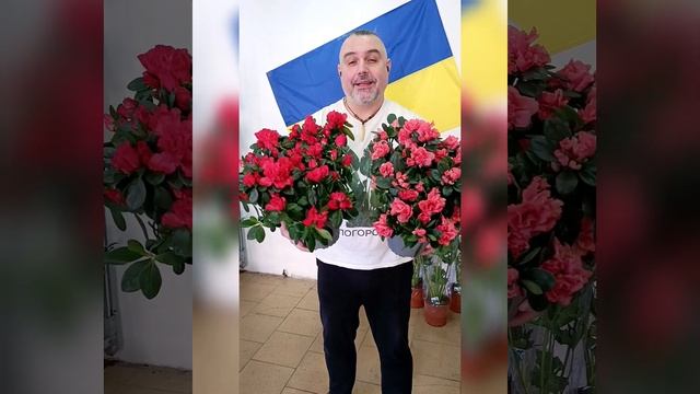 Индийские Азалии микс! Цена 365 гривен! Бронь в вайбер 09 смотреть онлайн