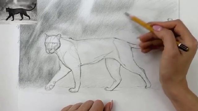 РИСУЕМ ПАНТЕРУ В ПОЛНЫЙ РОСТ ЧАСТЬ 2