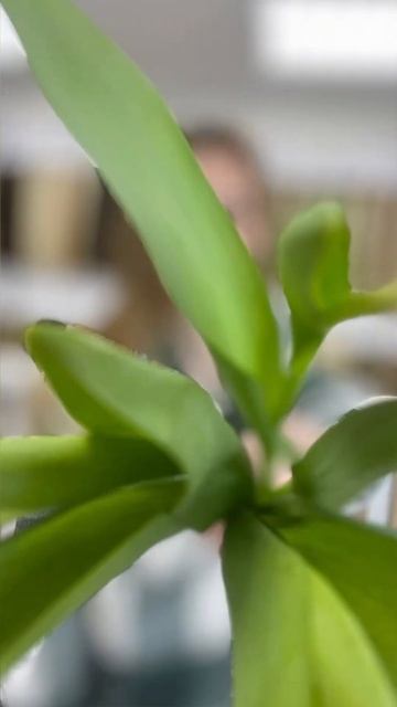 Еще одно наращивание нашей студии, "До" и "После" смотреть онлайн