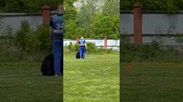 1 Отл. КЧК ДЖЕССИКА БЛЭК КВИН из Белого Яра +++ №34 / КЧК УФА 17 мая`25 Н.Морева Моно немецких овчар