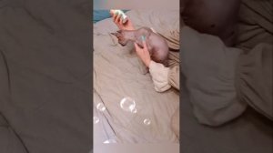 Сфинкс.уход за сфинксом.Шелушится кожа у сфинкса,что д