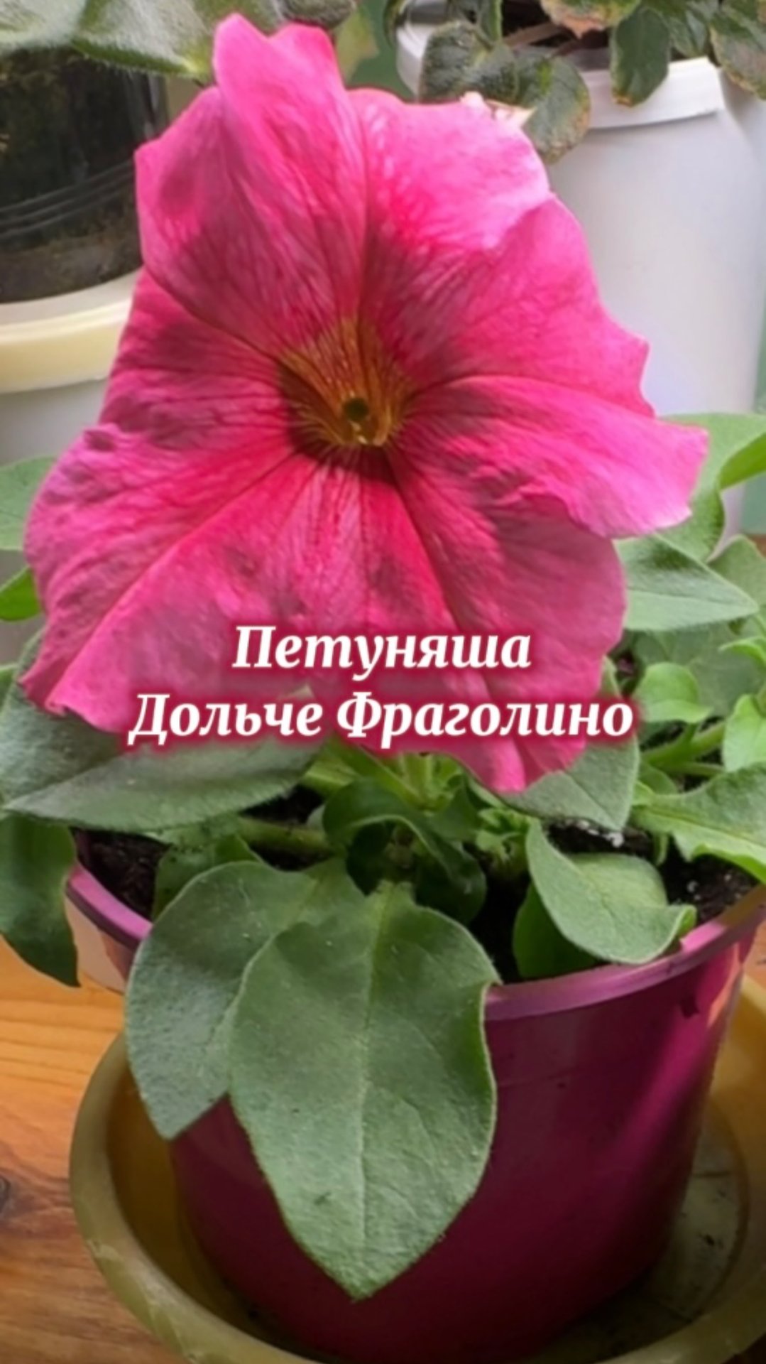 Петуния Дольче Фраголино